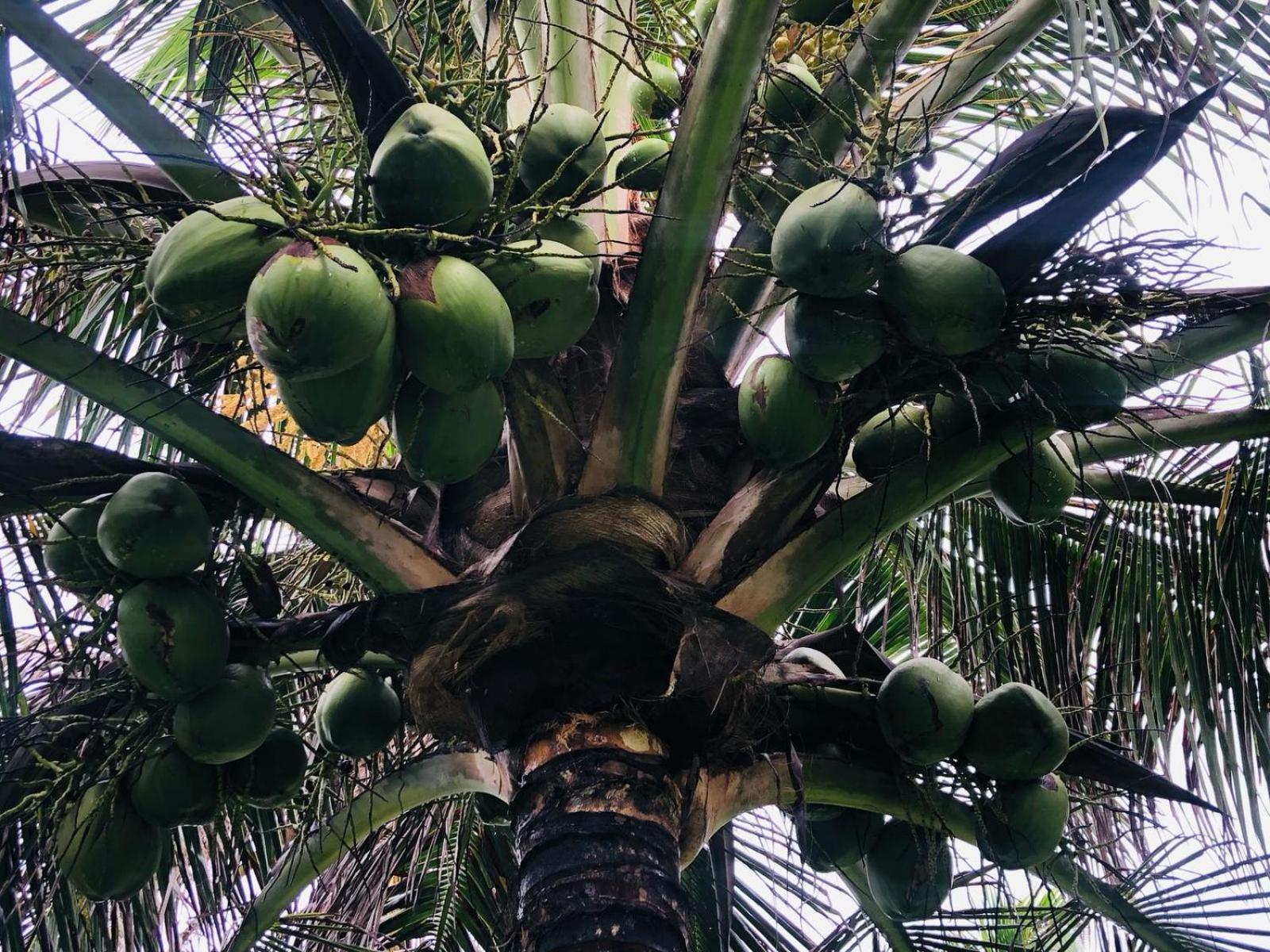 Villa Ava Kite - Guajiru Trairi Bagian luar foto